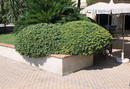 میخک زینتی,میخک هندی,Japanese pittosporum,Japanese mock-orange , Japanese cheesewood, tobira
